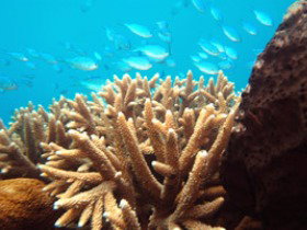 Normanby Reef - Tourism Caloundra 0