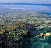 Split Bommie Dive Site - Tourism Caloundra