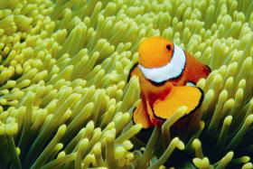 Cairns QLD Tourism Caloundra