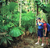 Mount Sorrow Ridge Trail Daintree National Park - Tourism Caloundra