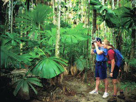 Mount Sorrow Ridge Trail, Daintree National Park - Tourism Caloundra 0
