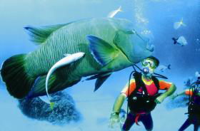 Turtle Bay Dive Site - Tourism Caloundra 0
