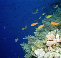 The Three Sisters Dive Site - Tourism Caloundra