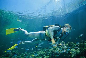 Tijou Reef - Tourism Caloundra 0