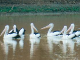 Birdsville QLD Tourism Caloundra