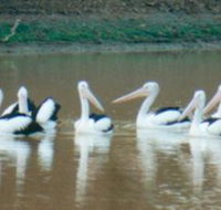 Pelican Point - Tourism Caloundra