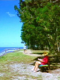 Melaleuca Track - Tourism Caloundra 0