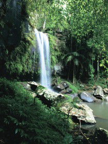 Curtis Falls, Joalah Section - Tourism Caloundra 0