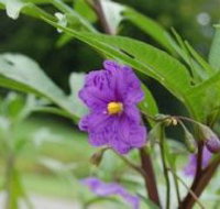 Alpha Native Flower Garden - Tourism Caloundra