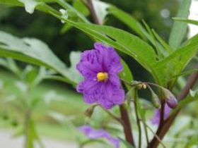Alpha Native Flower Garden - Tourism Caloundra 0