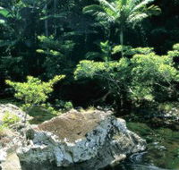 Conway State Forest - Tourism Caloundra
