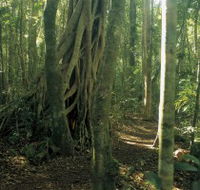 Mount Bithongabel - Tourism Caloundra