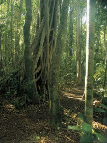 Mount Bithongabel - Tourism Caloundra 0