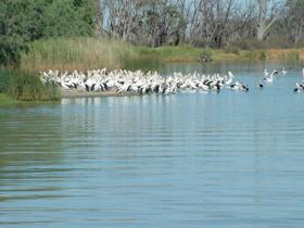 Lake Ross - Tourism Caloundra 0