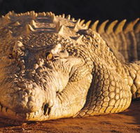 Koorana Crocodile Farm - Tourism Caloundra