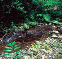 Wompoo Walk - Tourism Caloundra