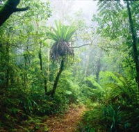 Lamington National Park Green Mountains Section - Tourism Caloundra