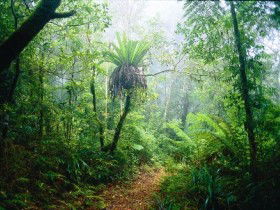 Lamington National Park, Green Mountains Section - Tourism Caloundra 0