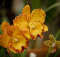 Queens Park - Orchid House - Tourism Caloundra