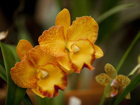 Queens Park - Orchid House - Tourism Caloundra 0