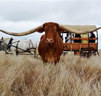 Texas Longhorn Wagon Tours and Safaris - Tourism Caloundra