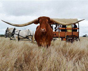 Texas Longhorn Wagon Tours And Safaris - Tourism Caloundra 0