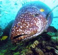 Lady Musgrave Island Dive Sites - Tourism Caloundra