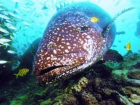 Lady Musgrave Island Dive Sites - Tourism Caloundra 0