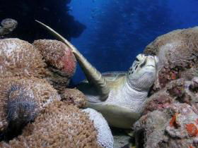 Light House Bommie Dive Site - Tourism Caloundra 0