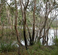 Mount Rooper Circuit and Swamp Bay Track - Tourism Caloundra