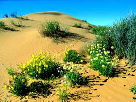 Simpson Desert National Park - Tourism Caloundra 0