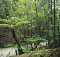 Fraser Island Great Walk - Tourism Caloundra