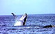 Whale Watching - thumb 0