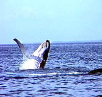 Whale Watching - Tourism Caloundra