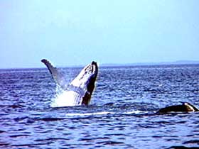 Whale Watching - Tourism Caloundra 0
