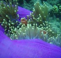 The Lady Bowen Dive Site - Tourism Caloundra