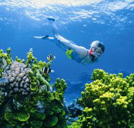 Wheeler Reef Dive Site - Tourism Caloundra
