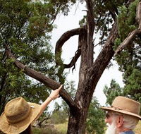 Charleville - Outback Native Timber Walk - Tourism Caloundra
