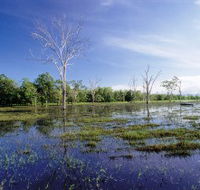 Tyto Wetlands - Tourism Caloundra