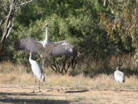 Bulloo River Walk - Tourism Caloundra 0