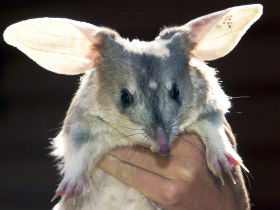 Charleville - Bilby Experience - Tourism Caloundra 0