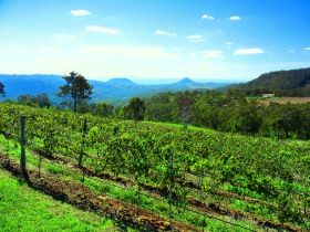 Preston Peak Wines - Tourism Caloundra 0