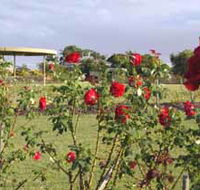 Elizabeth Park Rose Gardens - Tourism Caloundra