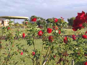 Elizabeth Park Rose Gardens - Tourism Caloundra 0