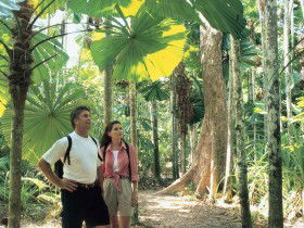 Licuala State Forest - Tourism Caloundra 0