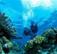 Coral Gardens Dive Site - Tourism Caloundra
