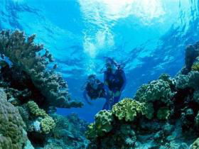 Coral Gardens Dive Site - Tourism Caloundra 0