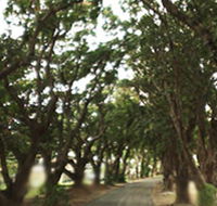 Mango Avenue - Tourism Caloundra