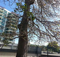The Leichhardt Tree - Tourism Caloundra