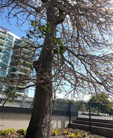 The Leichhardt Tree - Tourism Caloundra 0